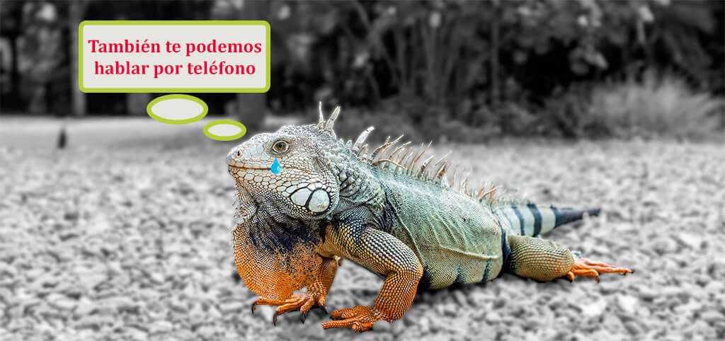 Lagarto llorando por el calor